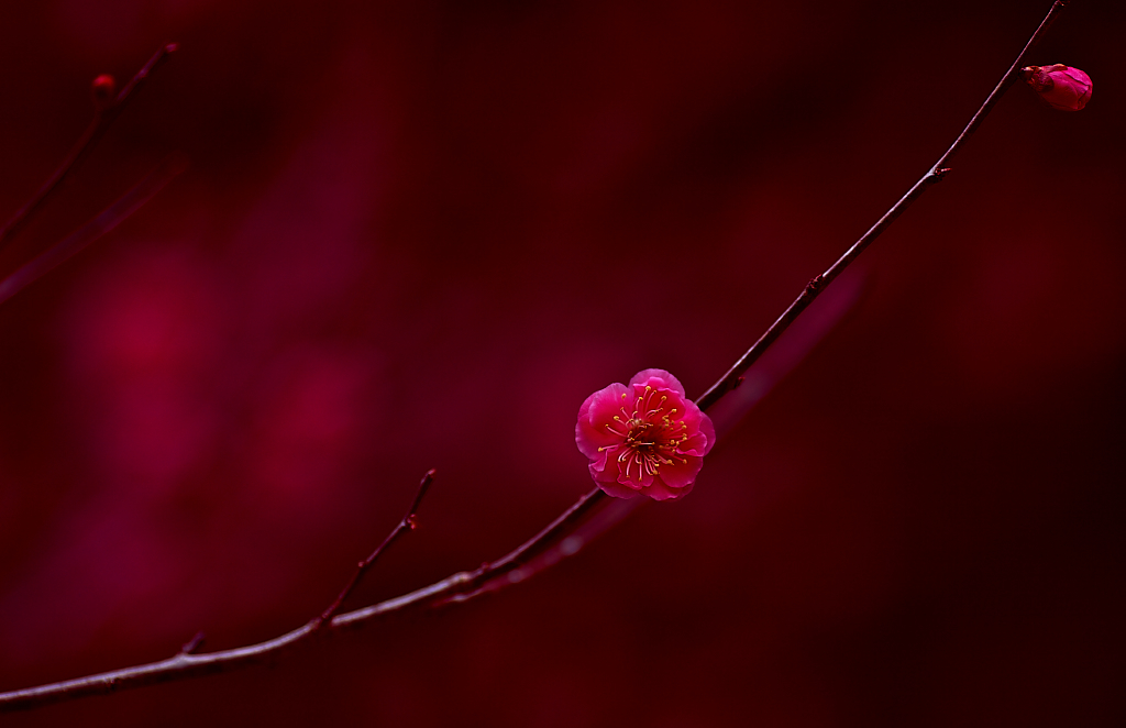 紅梅にときめく