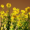 菜の花の舞