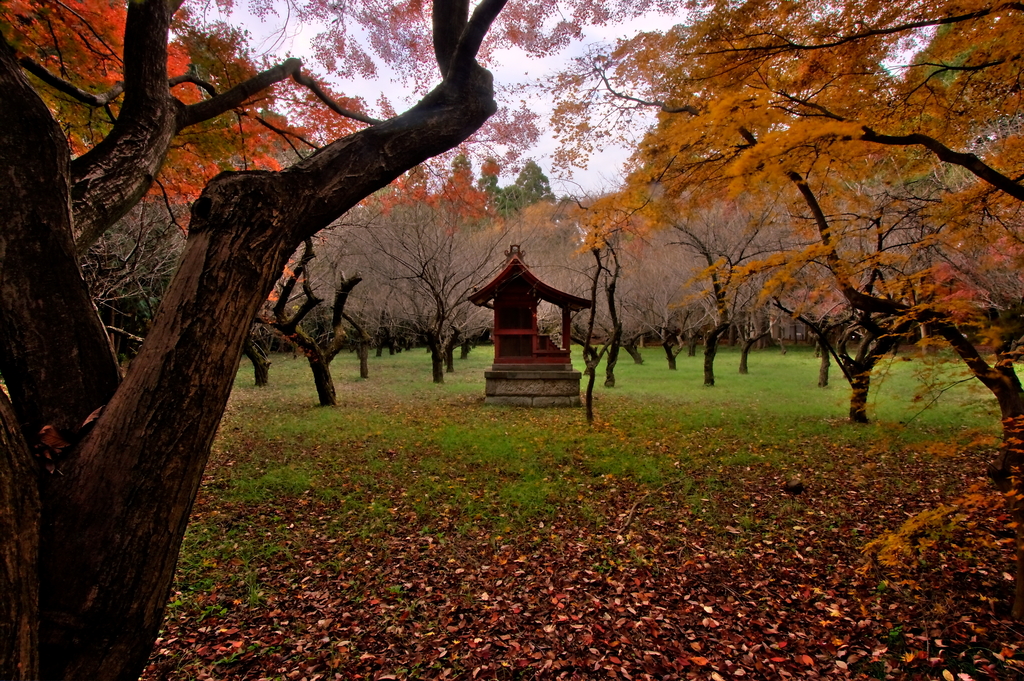平林寺の紅葉