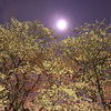 月見桜