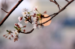 桜と光