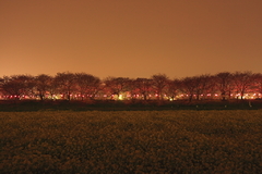 夜桜回廊－Ⅰ