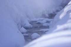 粉雪舞う