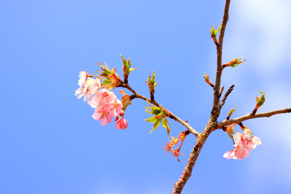 青空に咲く