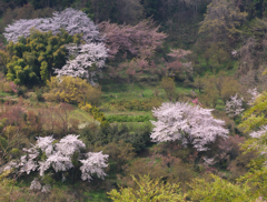 山を彩る桜たち