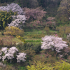 山を彩る桜たち