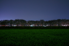  夜桜回廊－Ⅱ