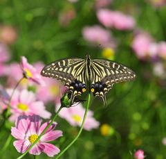 アゲハチョウ