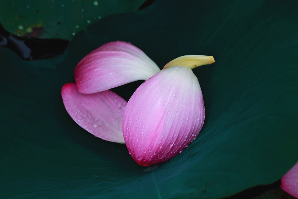 落花の休息