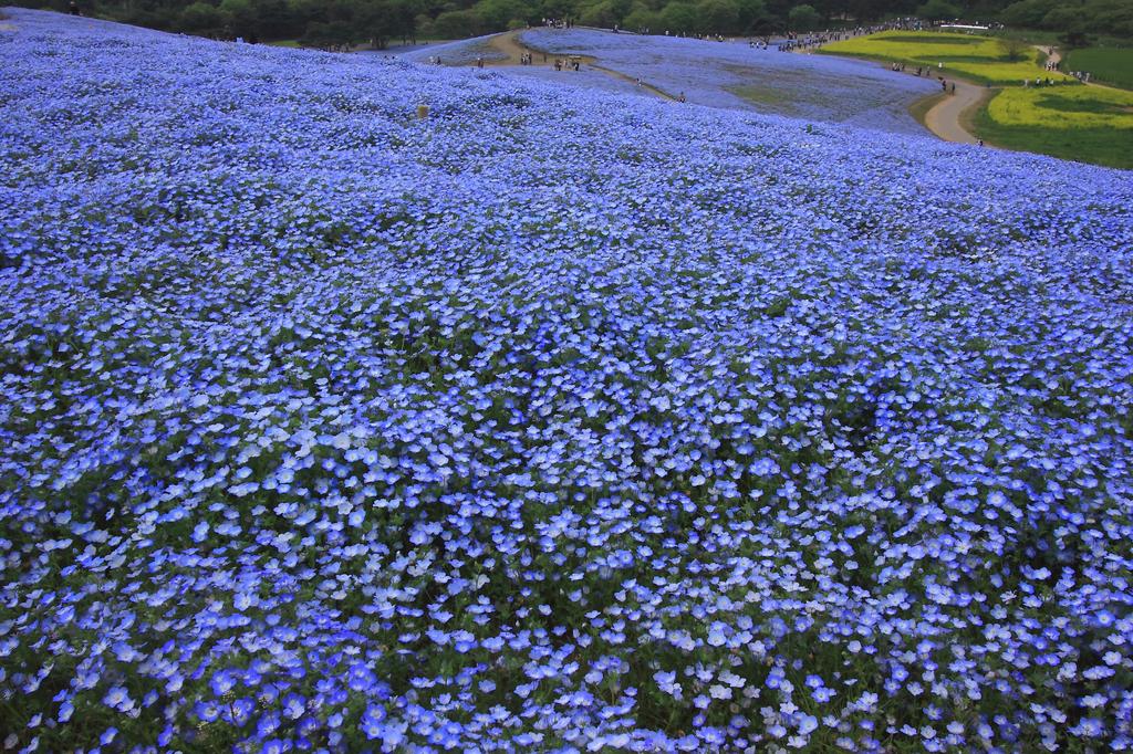 Ｂｌｕｅ　Ｈｉｌｌ