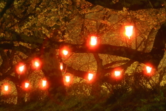 桜祭り