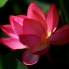 安らかなる花