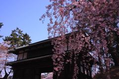 東内門の桜