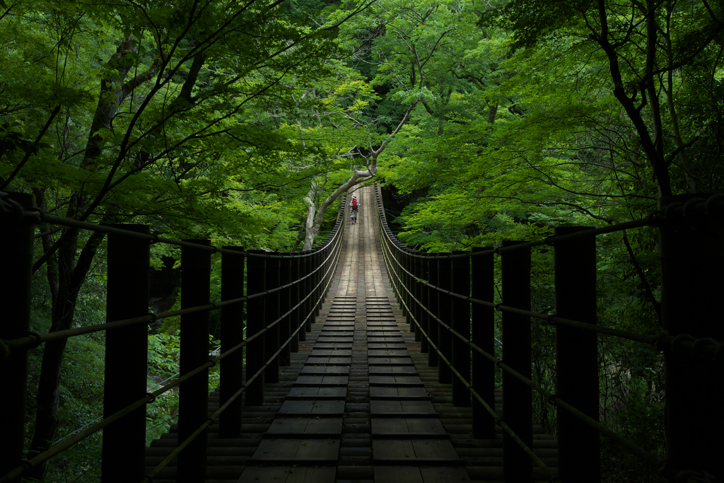 新緑のつり橋を歩む