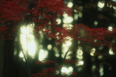 夢模様