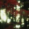 夢模様