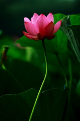 会釈