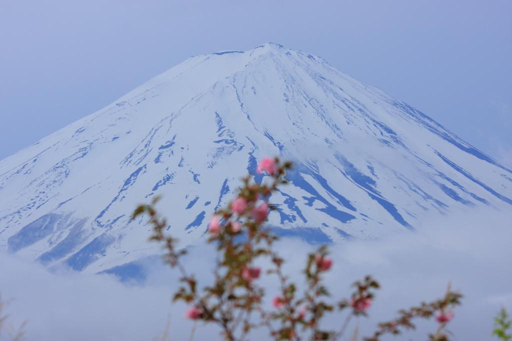 富士山と山桜