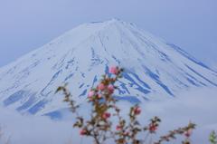 富士山と山桜