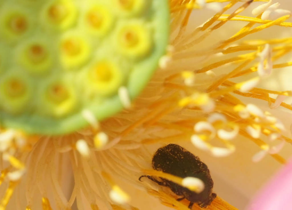 蜜を求めて