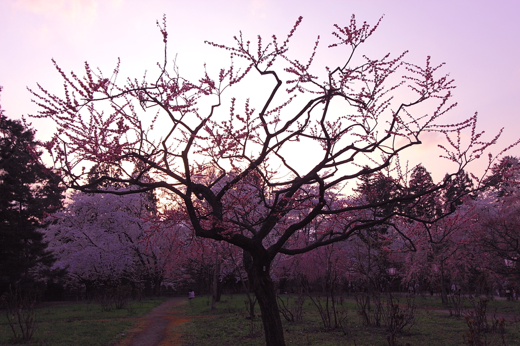 茜桜