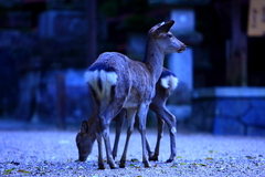 あなたと一緒