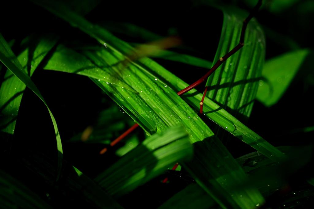 朝露の輝き