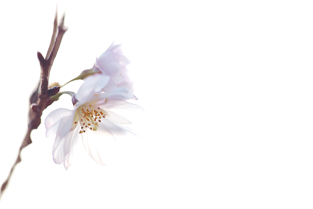 冬桜