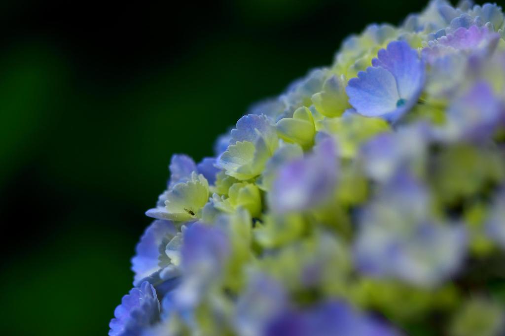 紫の紫陽花