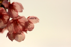 桜３