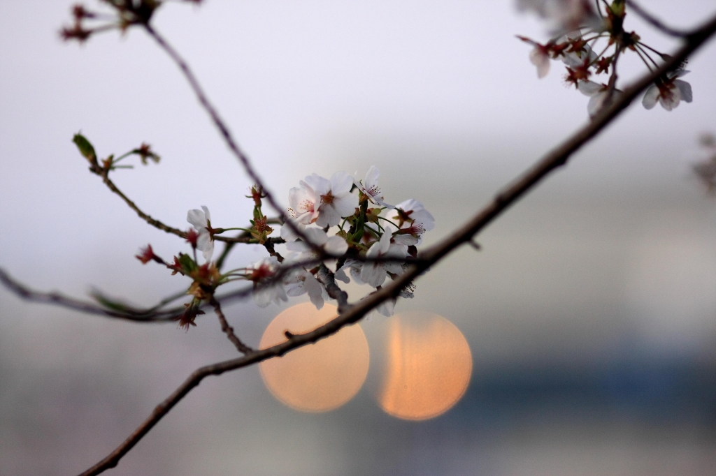 ぼけと桜