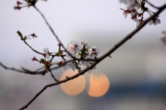 ぼけと桜
