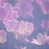 ガラス細工の花のように
