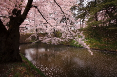 花吹雪