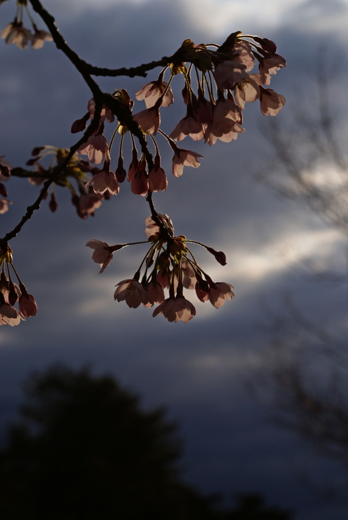 暁の空と桜