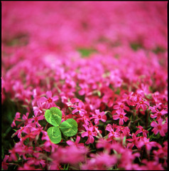 芝桜とクローバー