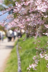鴨川沿いの桜