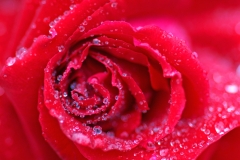 真っ赤なバラ