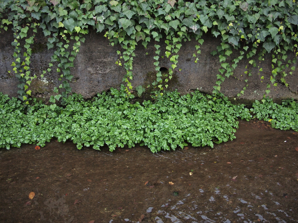 izumi river