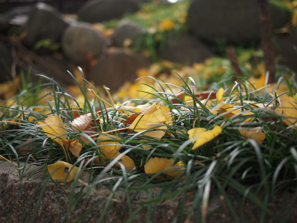 yellow leaf