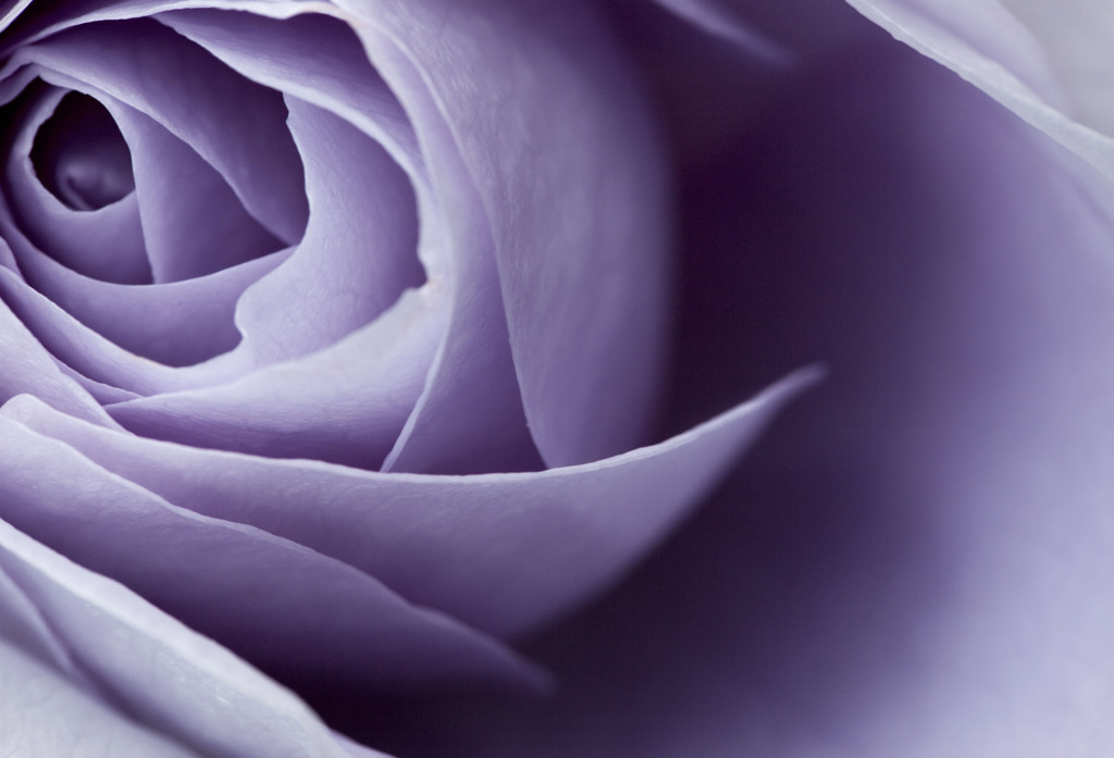 最後の薔薇
