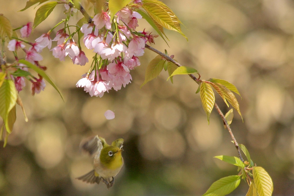 花びら