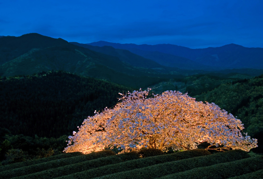 天空の桜