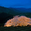 天空の桜