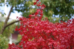 momiji