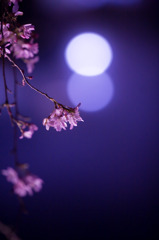 桜と幽玄の霧と