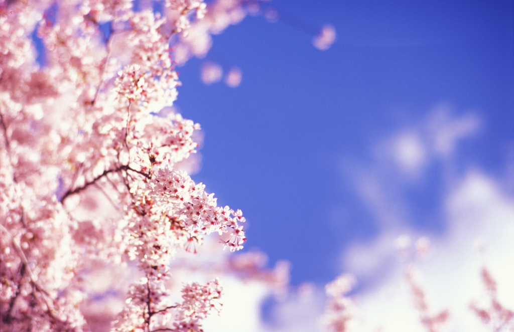 青空・雲・桜