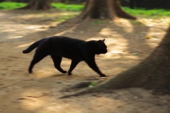 黒猫のウォーキング
