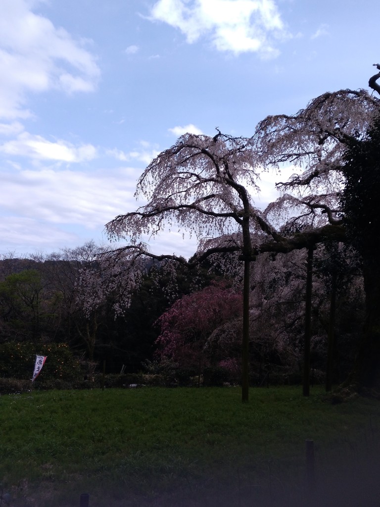 長興山の枝下桜2017