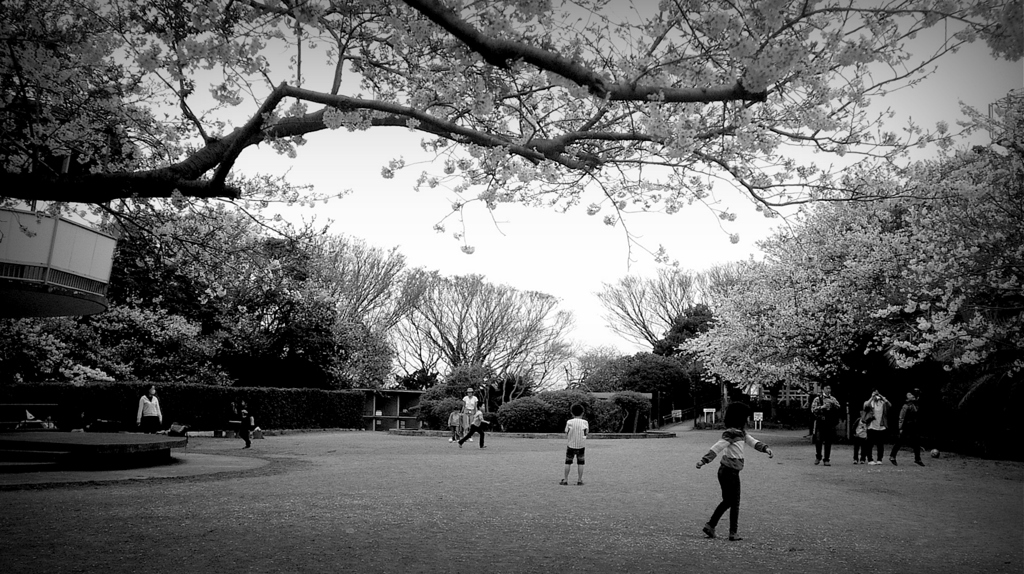桜の下の物語